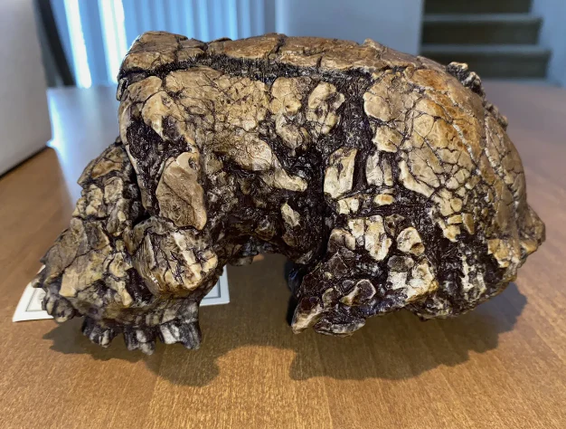 Sahelanthropus Tchadensis Toumai Cranium Skull - Image 17