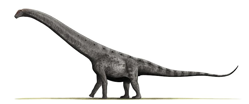 Sauropod: Argentinasaurus Vertebra cast replica Dinosaur - Image 11