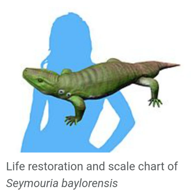 Seymouria skeleton fossil cast replica - Image 5