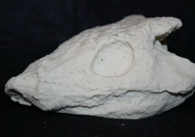 Seymouria skull cast replica fossil reproduction