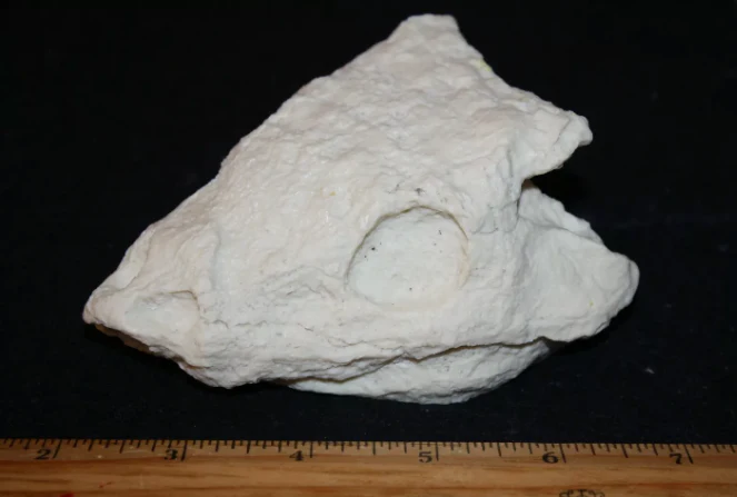 Seymouria skull cast replica fossil reproduction - Image 2