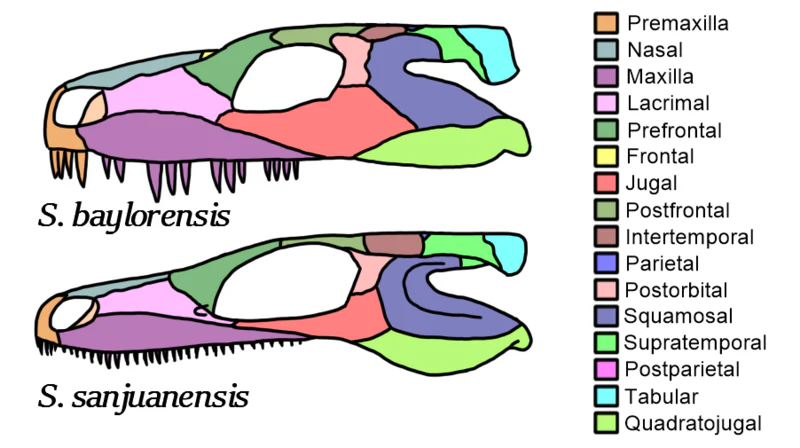 Seymouria skull cast replica fossil reproduction - Image 7