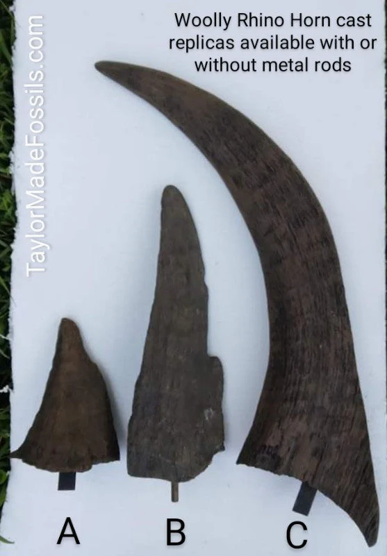 Woolly Rhino horns cast replicas - Image 14