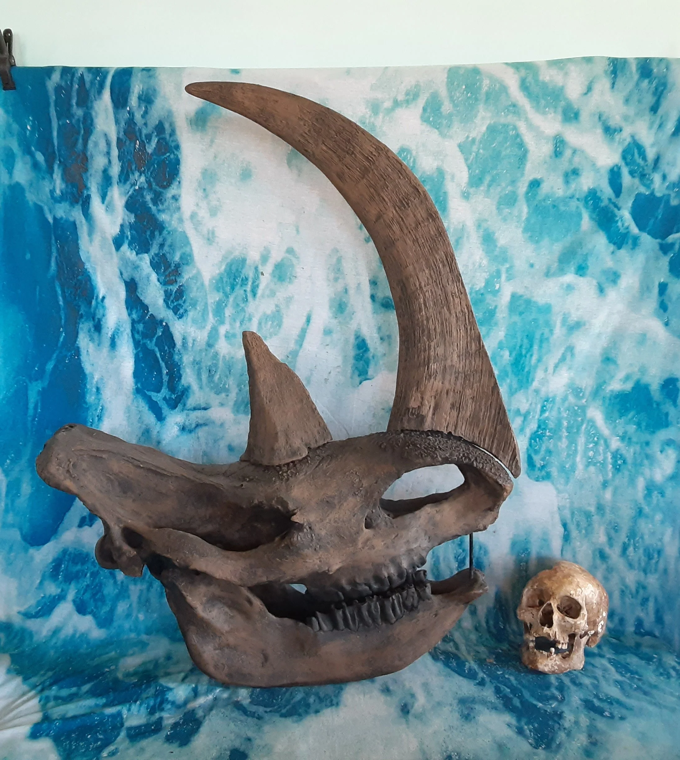 Woolly Rhino horns cast replicas - Image 4