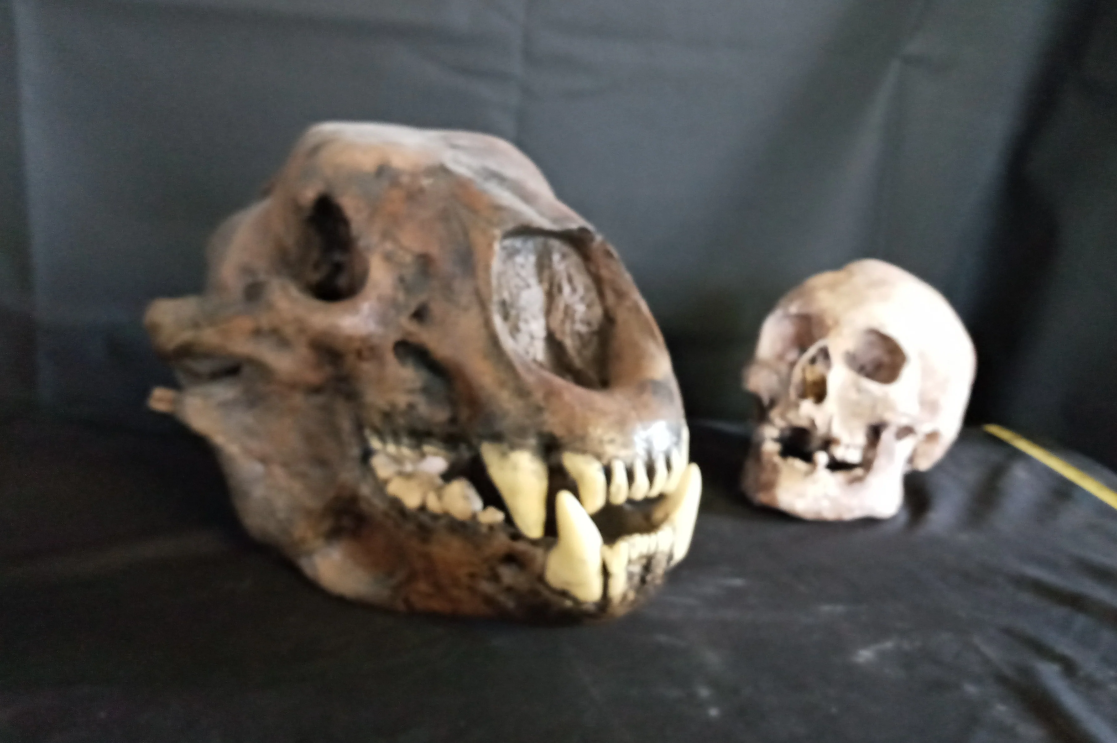 Short Faced Bear skull cast replica #2 (item #L112A) Updated 2024 - Image 4