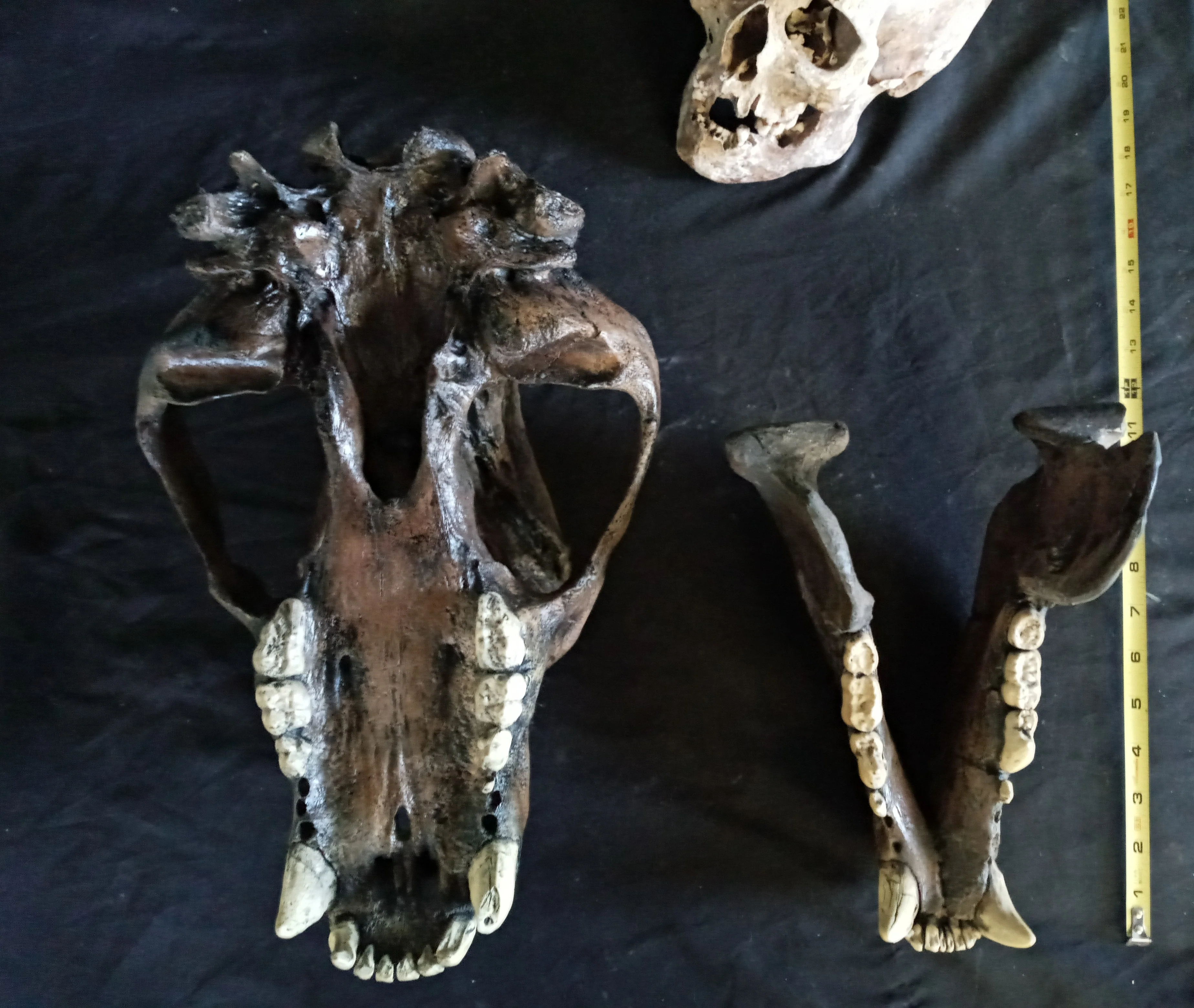 Short Faced Bear skull cast replica #2 (item #L112A) Updated 2024 - Image 7