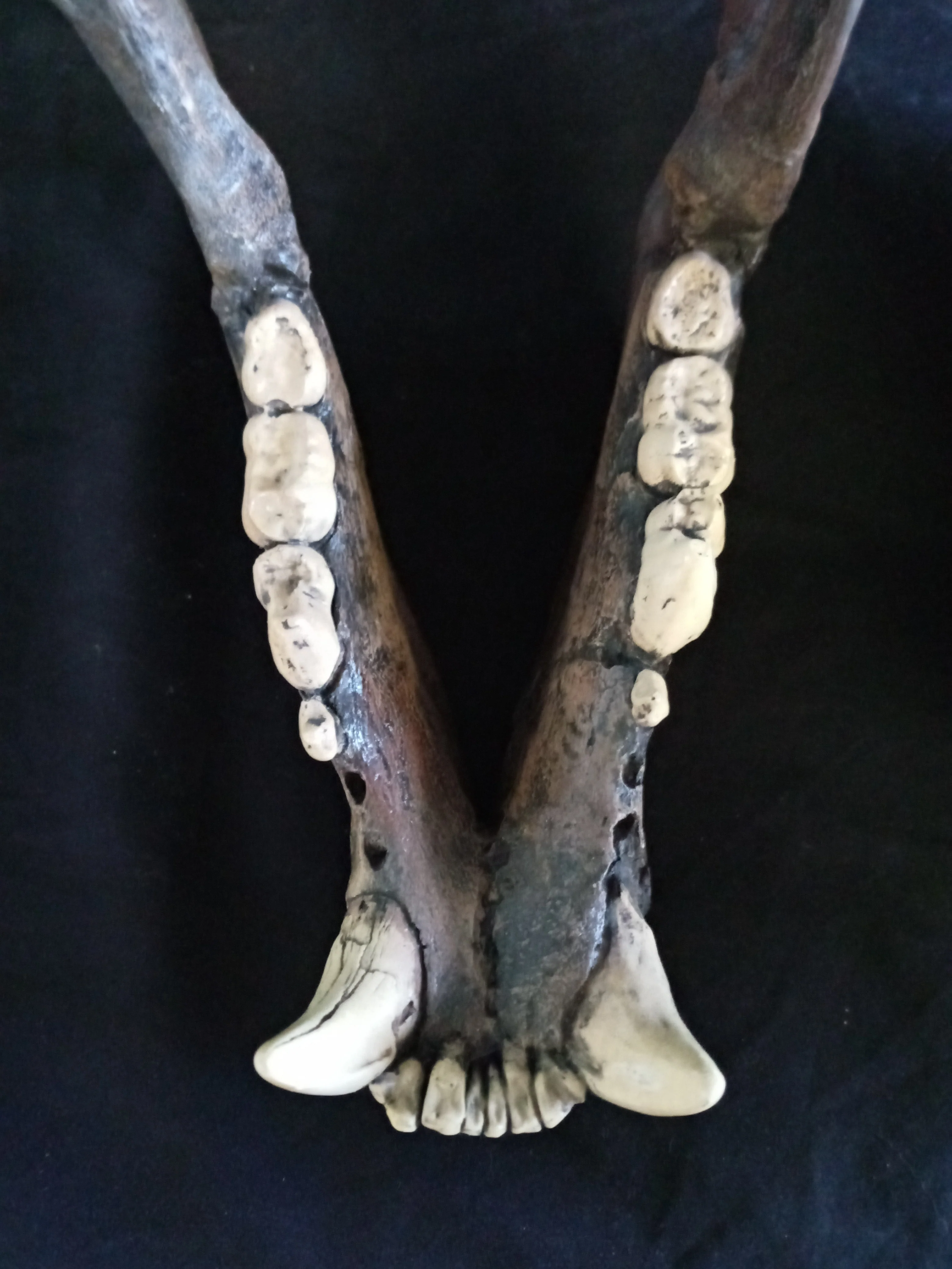 Short Faced Bear skull cast replica #2 (item #L112A) Updated 2024 - Image 8