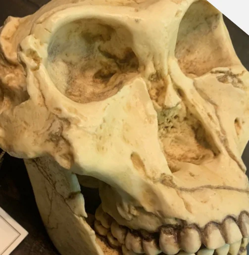 SK-48 Hominid skull cast replica - Image 3
