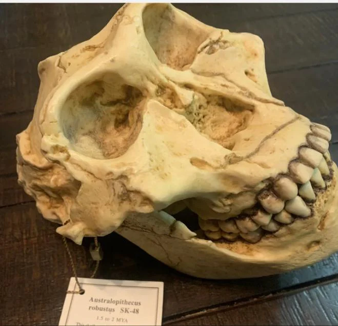 SK-48 Hominid skull cast replica - Image 5