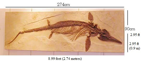 Ichthyosaurus intermedius skeleton cast replica marine reptile - Image 5