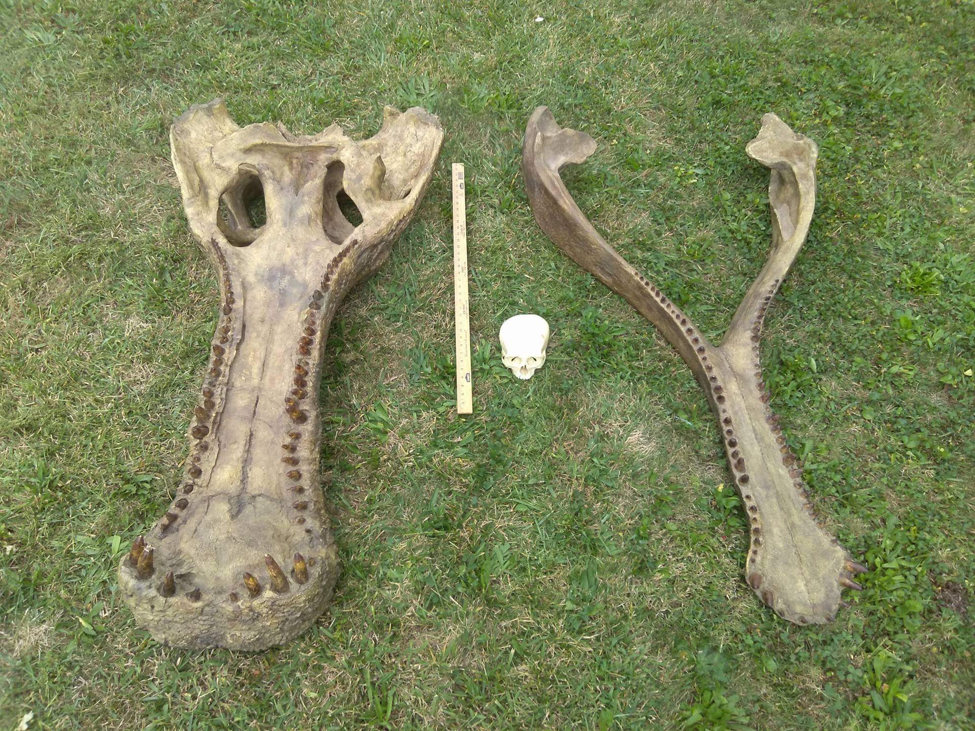 Sarcosuchus imperator Supercroc Skull cast replica - Image 6