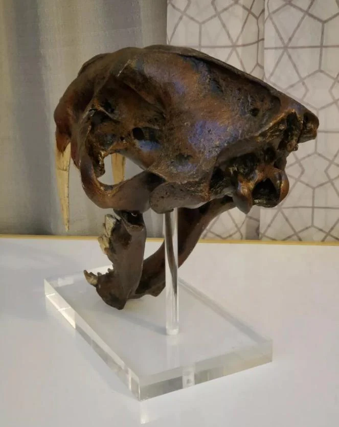 Smilodon skull cast replica #V - Image 4