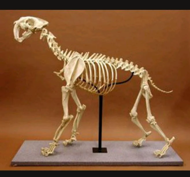Smilodon: Smilodon skeleton - Image 2