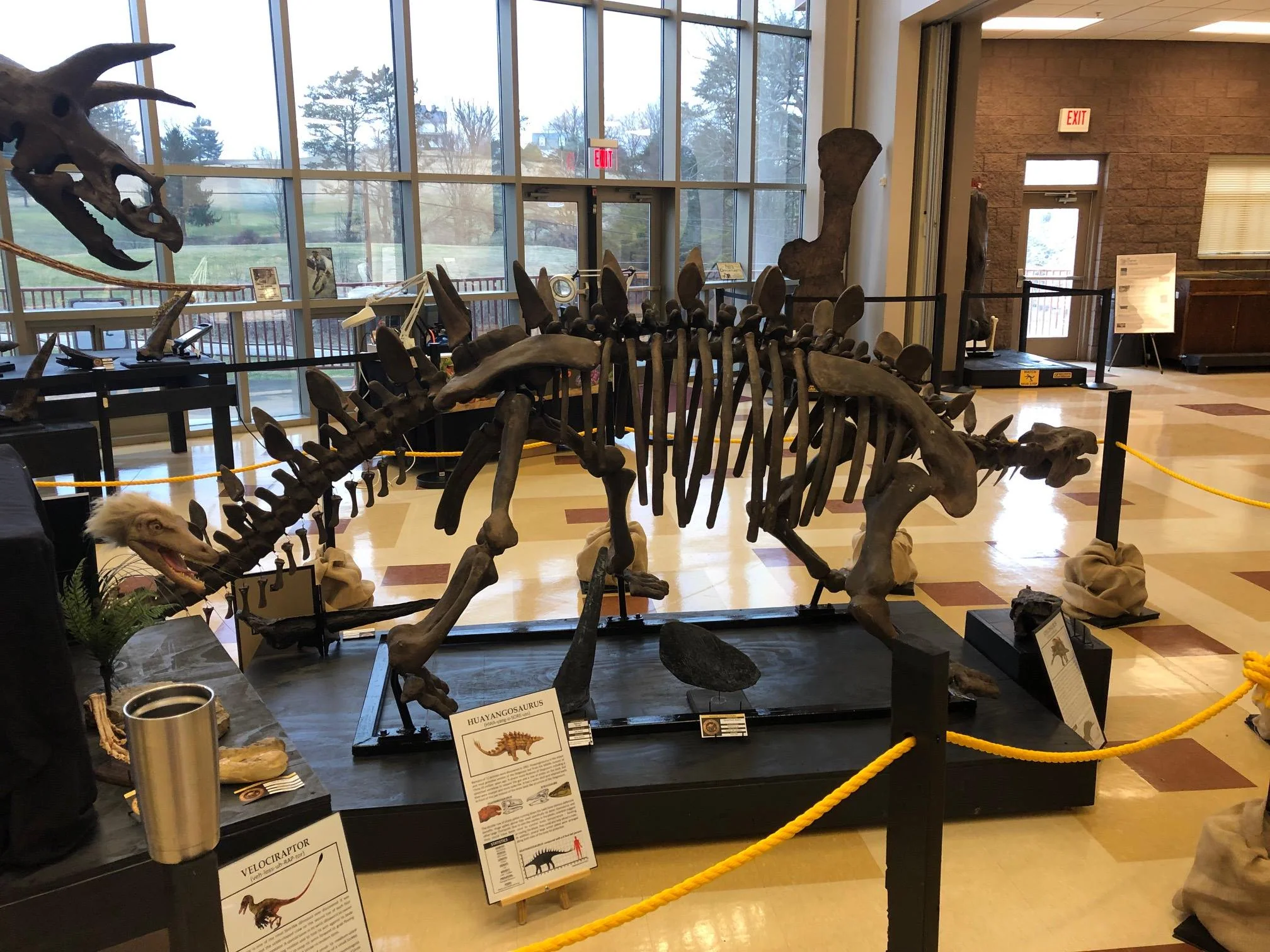 Stegosaurus skeleton cast replica #1 - Image 3