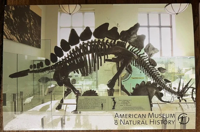 Stegosaurus Skeleton cast replica #2 AMNH - Image 5