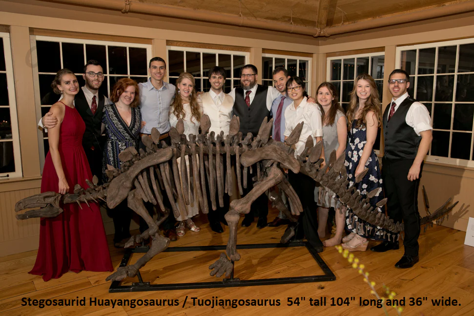Stegosaurus skeleton cast replica #3 Huayangosaurus / Tuojiangosaurus - Image 7