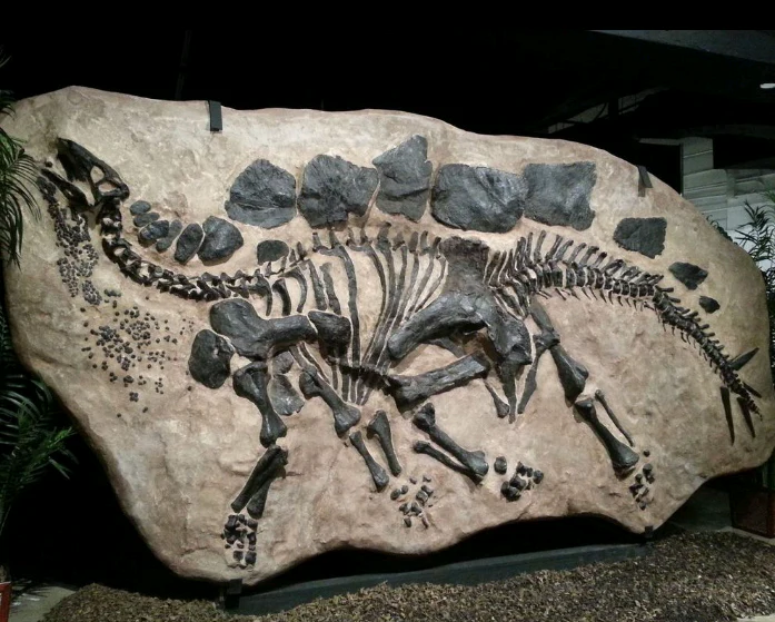 Stegosaurus skeleton dig panel - Image 2