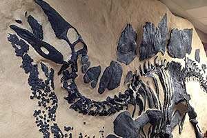 Stegosaurus skeleton dig panel - Image 3