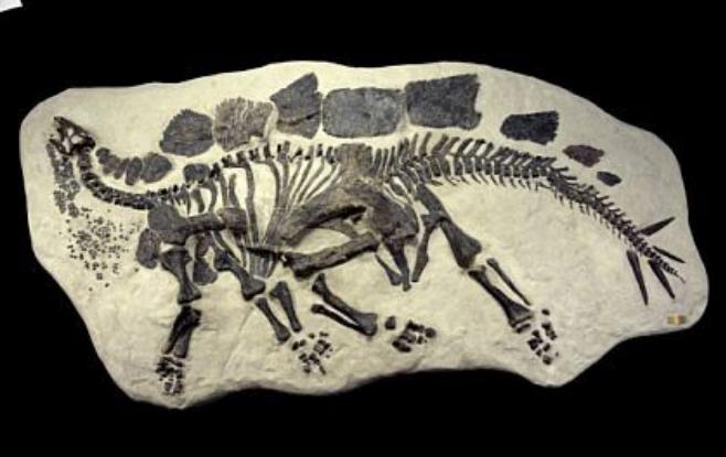 Stegosaurus skeleton dig panel - Image 4