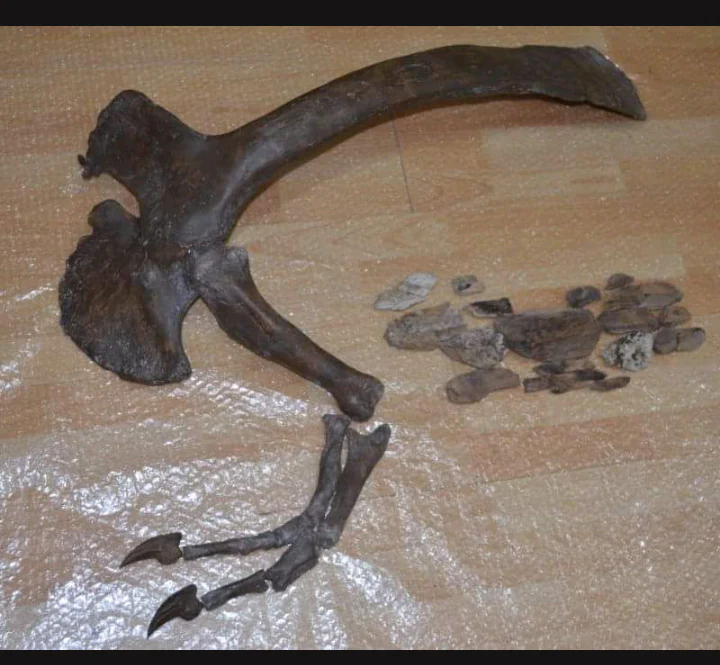 T-rex adult arm cast replica - Image 9