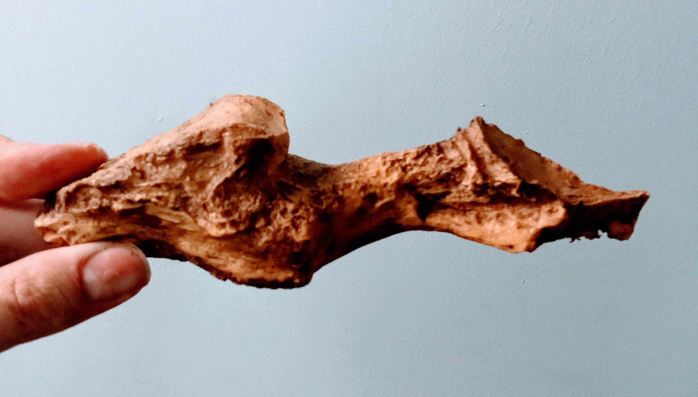 T.rex Brain Endocast cast replica T-rex Brain cast - Image 2