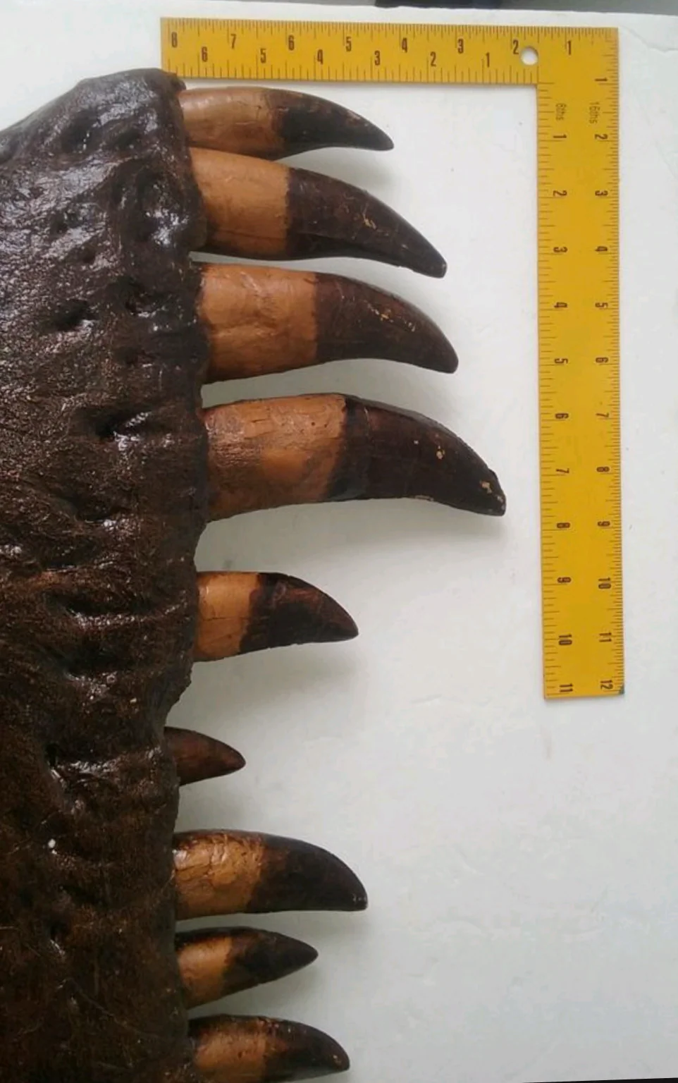 T-rex: Dinosaur mandible cast replica T.rex Trex - Image 3