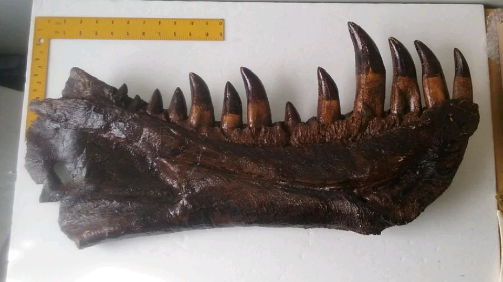 T-rex: Dinosaur mandible cast replica T.rex Trex - Image 4