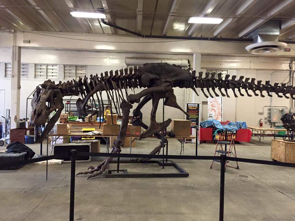 T-rex: Ivan the T.rex skeleton cast replica - Image 19
