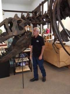 T-rex: Ivan the T.rex skeleton cast replica - Image 32