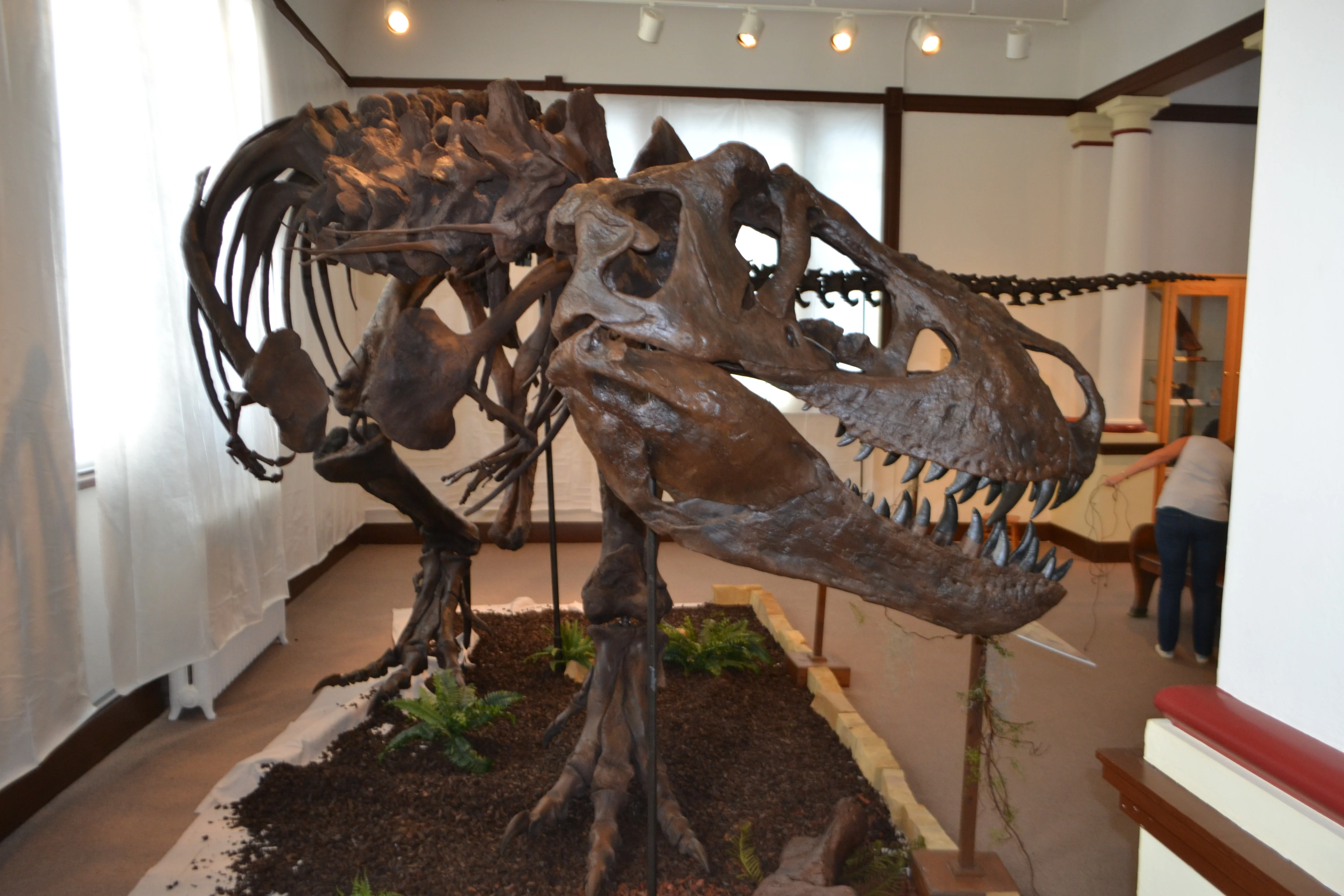 T-rex: Ivan the T.rex skeleton cast replica - Image 4