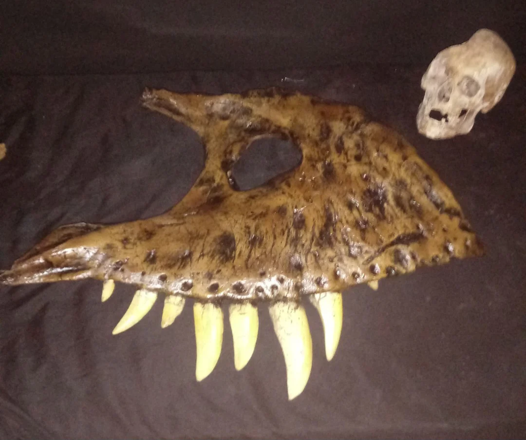 T.rex maxilla cast Harley the T.rex - Image 8