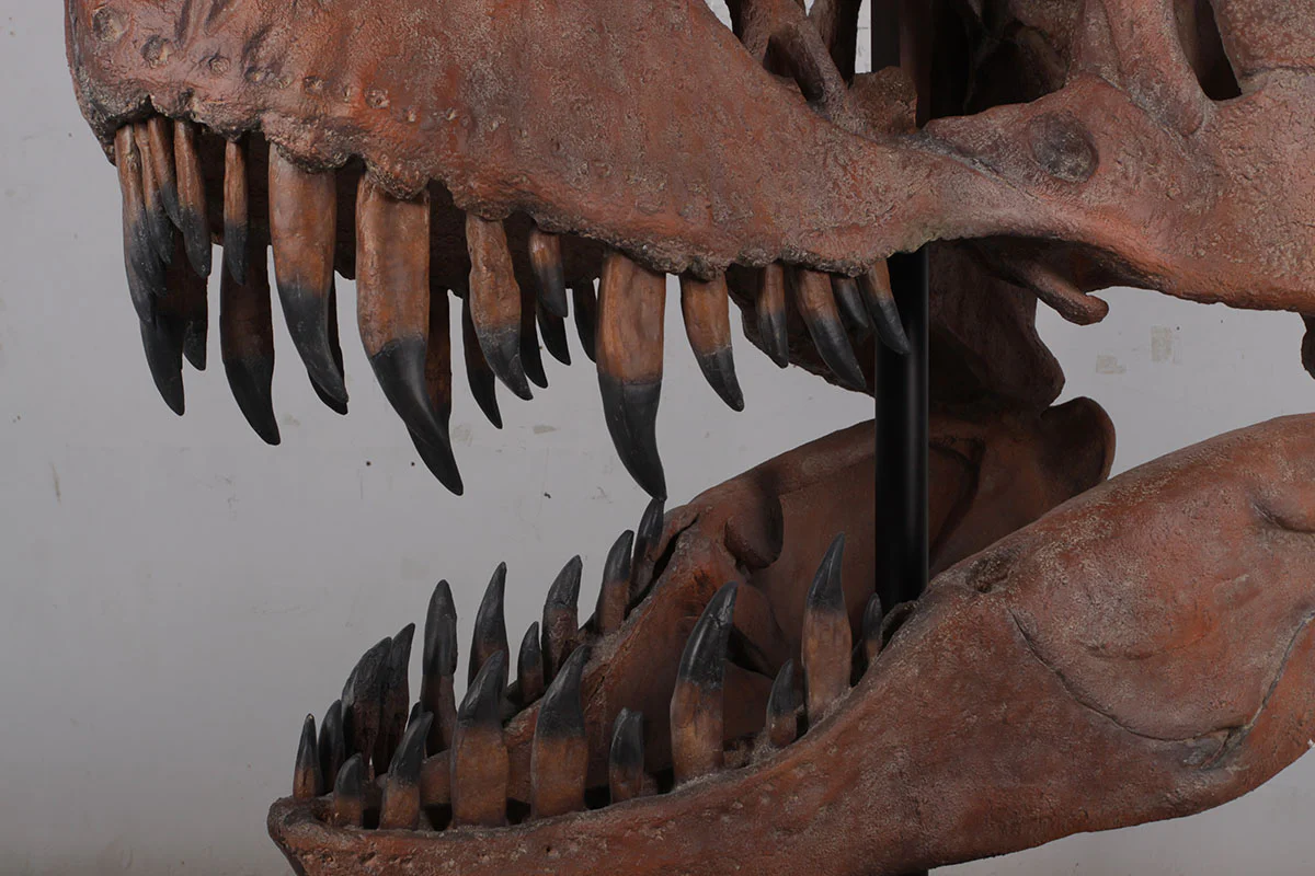 T.rex skull cast replica sculpture - Image 2