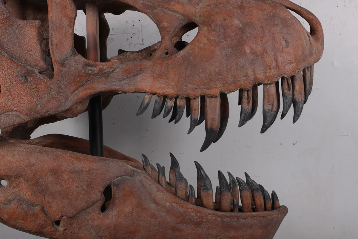 T.rex skull cast replica sculpture - Image 9