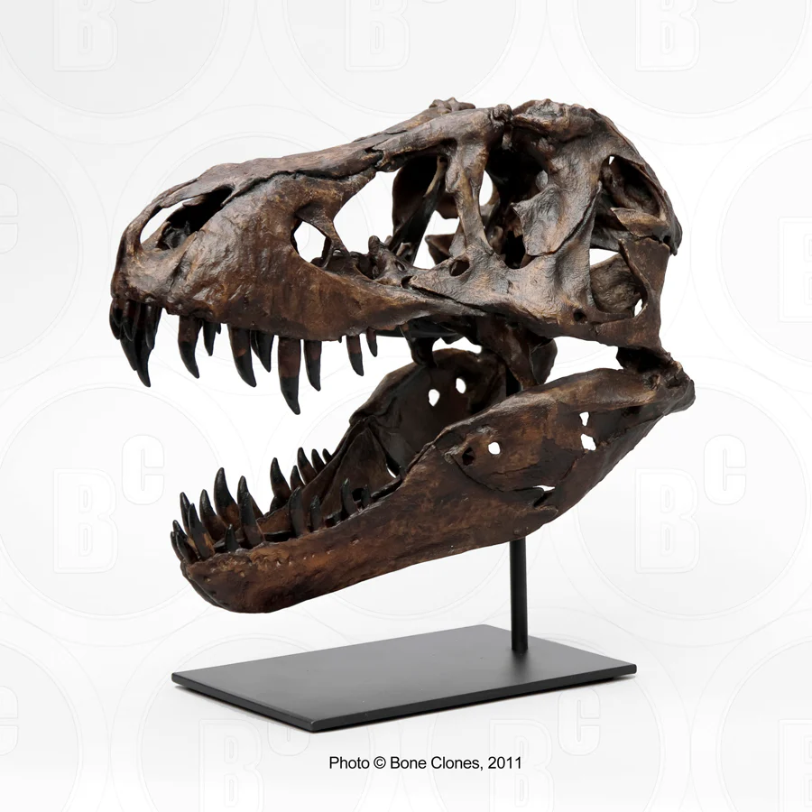 T-rex: Stan theT.rex 1/6th scaleskull cast replica Dinosaur