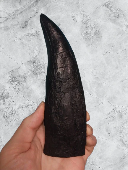 T.rex tooth #8. Large 8" Tyrannosaurus Rex T.rex Fossil tooth for sale T-rex Trex - Image 2