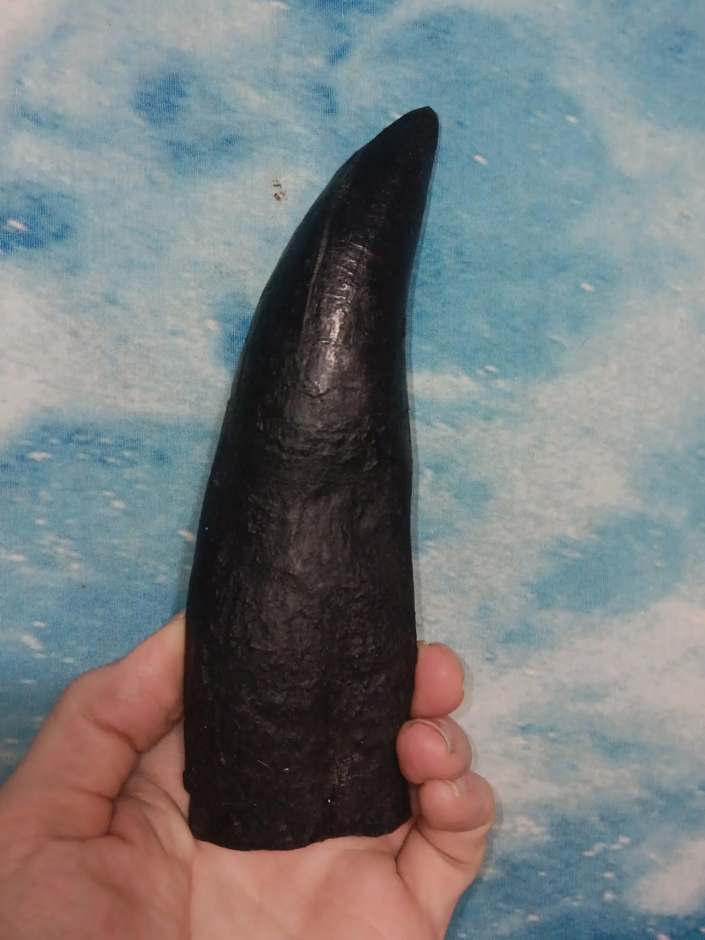 T.rex tooth #8. Large 8" Tyrannosaurus Rex T.rex Fossil tooth for sale T-rex Trex - Image 3