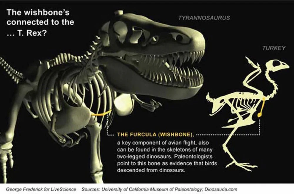 T.rex Tyrannosaurus rex furcula, wishbone cast replica T-rex Trex - Image 4