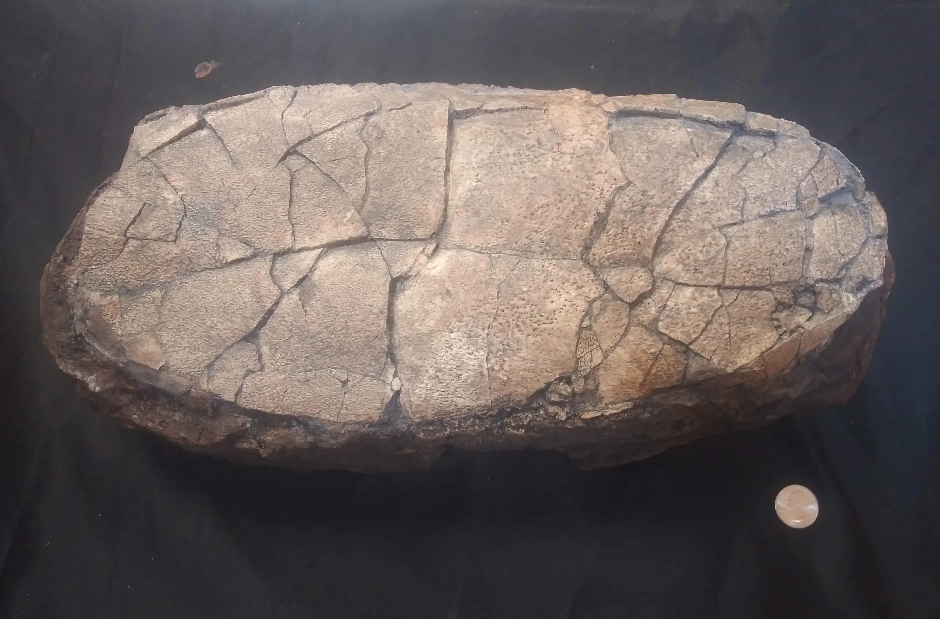 Tarbosaurus egg cast replica. Asian T.rex Dinosaur egg cast reproduction (Macroelongatoolithus?) - Image 5