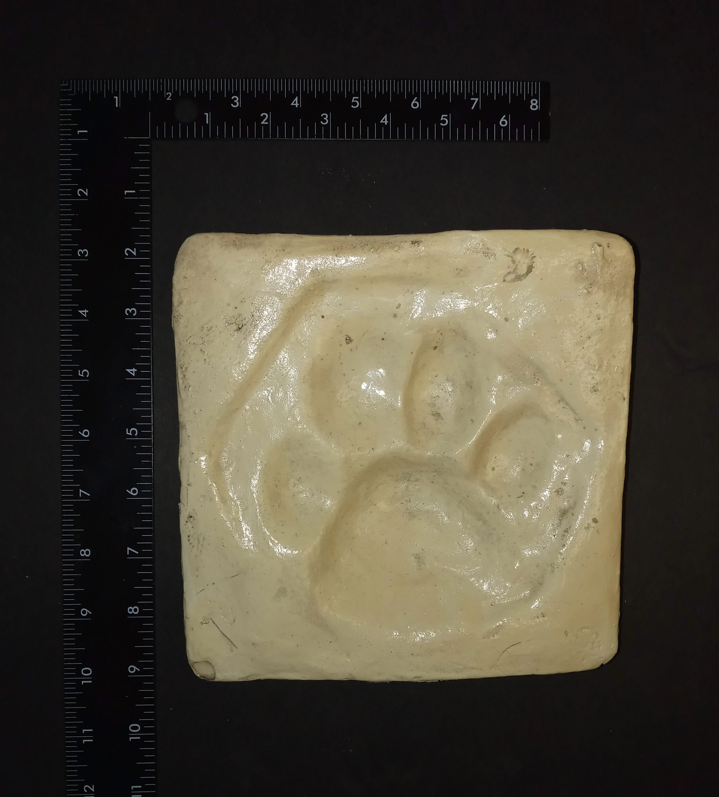 Tiger footprint cast replica track impression - Image 2