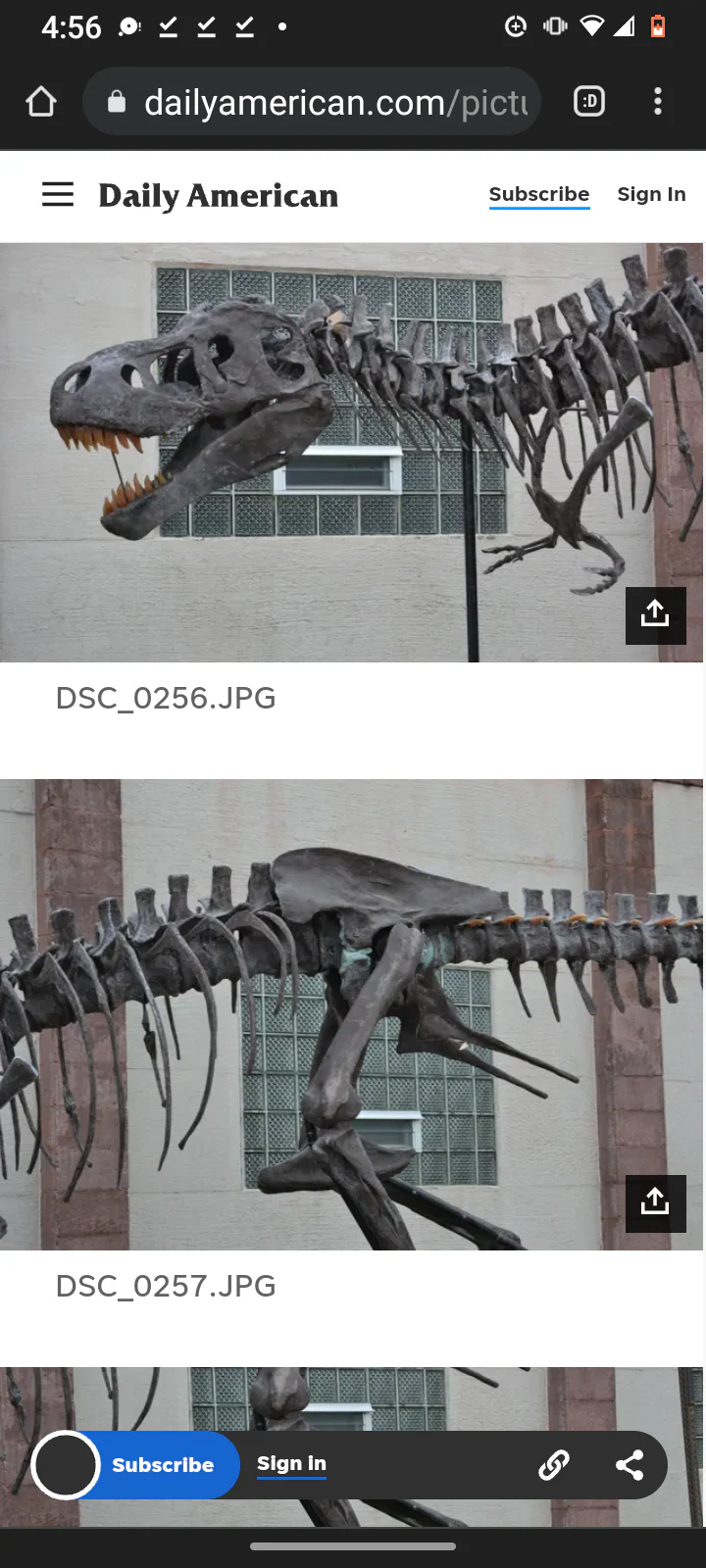 Tinker the T.rex skeleton cast replica T-rex Tinker Juvenile Trex - Image 15