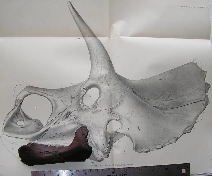 Triceratops baby jaw cast replica - Image 3