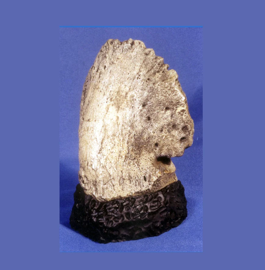 Triceratops Claw cast Ungal foot claw #3 - Image 2