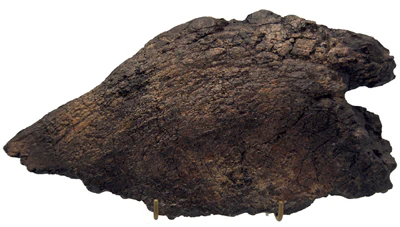 Triceratops Frill with skin impression cast replica - Image 5