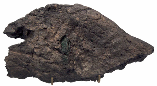 Triceratops Frill with skin impression cast replica - Image 6