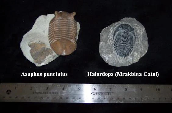 Hollardops Trilobite cast replica - Image 3