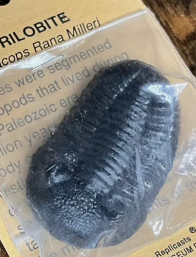 Trilobite cast replica Phacops rana TMF Trilobite #4 - Image 5