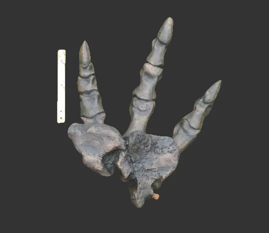 Tyrannosaurus Rex T.rex foot cast replica T-rex - Image 14