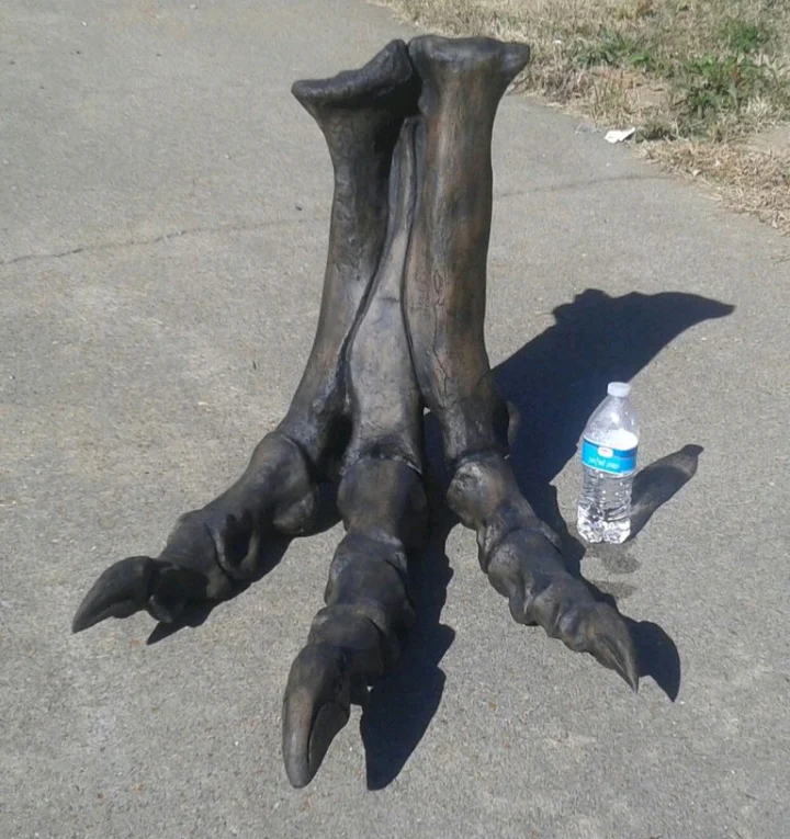 Tyrannosaurus Rex T.rex foot cast replica T-rex - Image 4