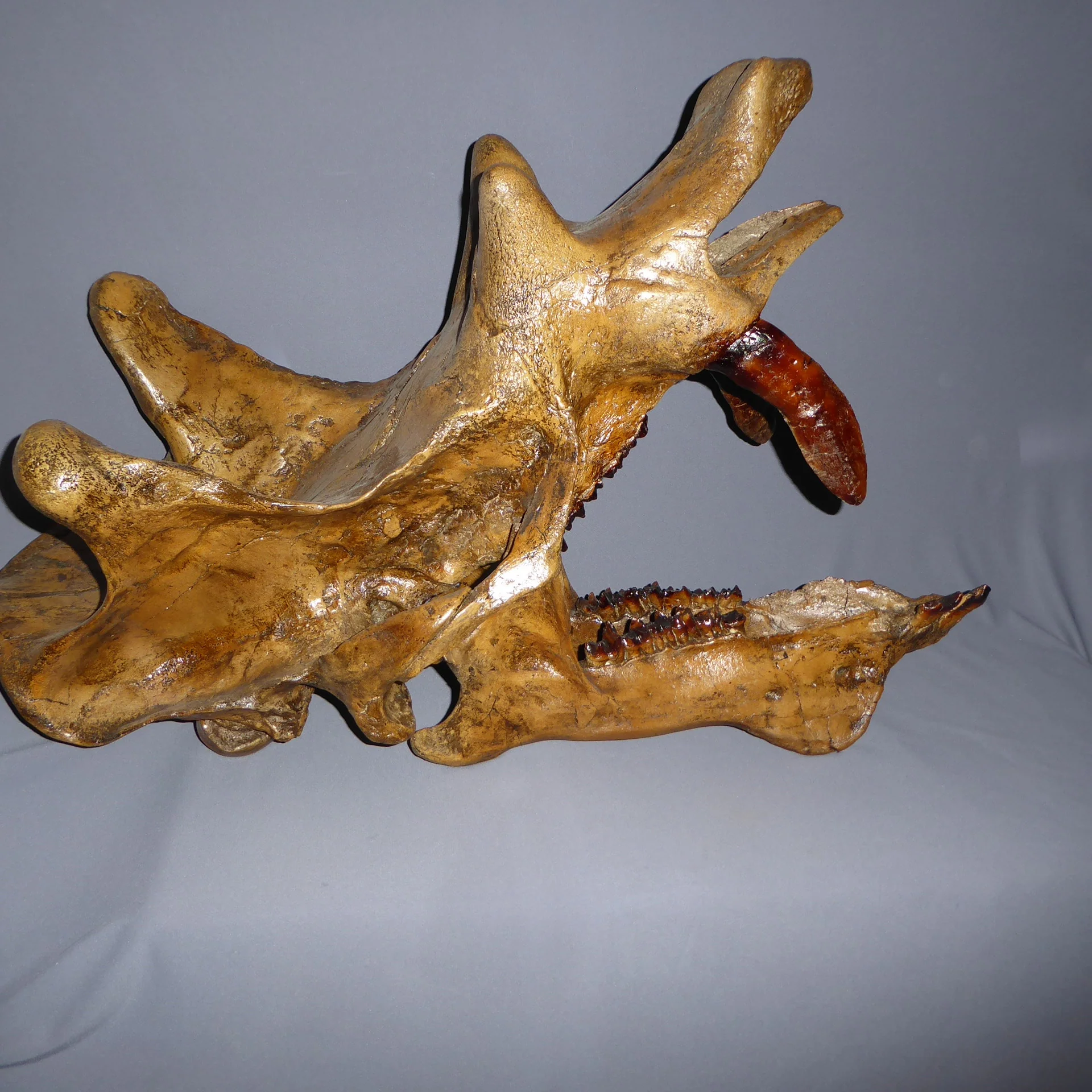 Uintatherium Skeleton Cast Replica (1/26) - Image 6