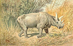 Uintatherium Skull Cast Replica - Image 7
